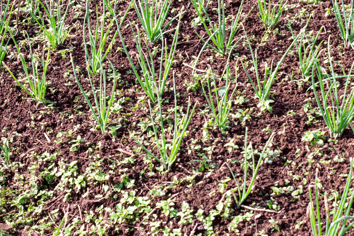 How Soil Health Is Connected to Human Health — and So Much More