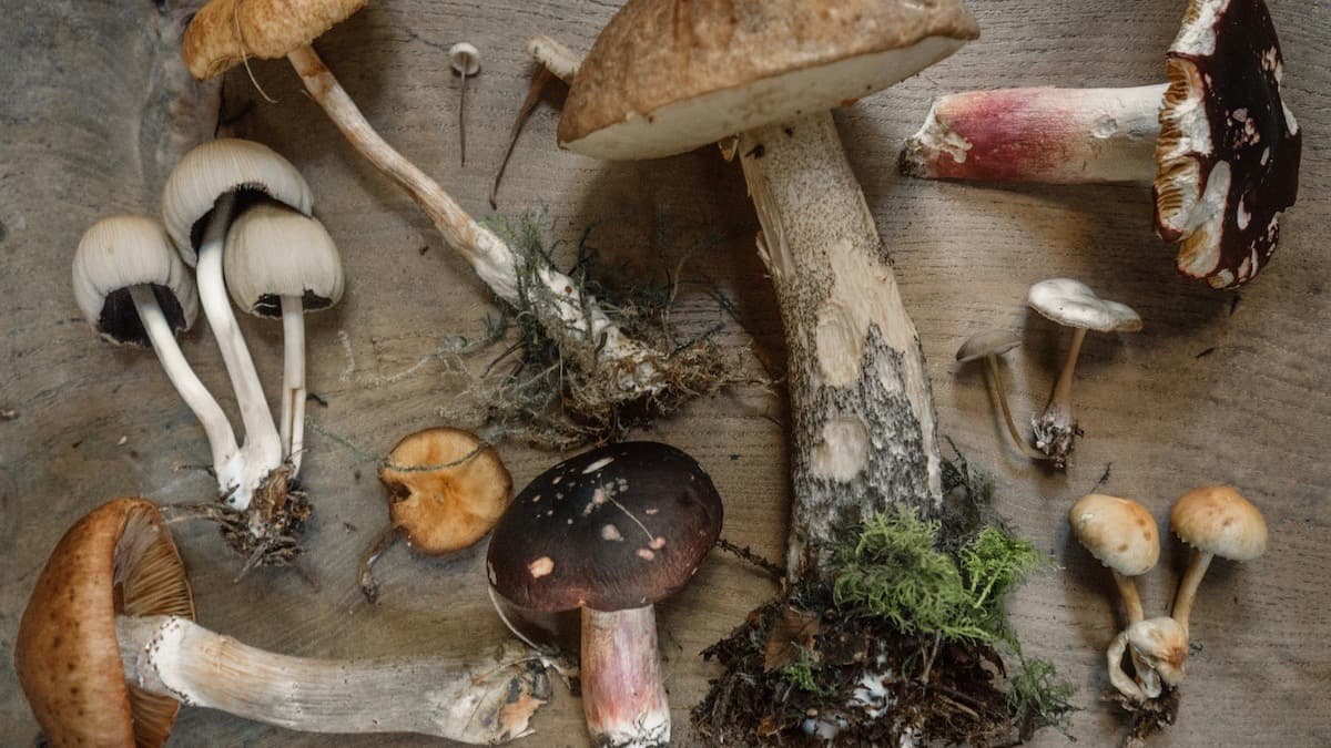 Foods and Spices to Strengthen Your Immunity This Winter