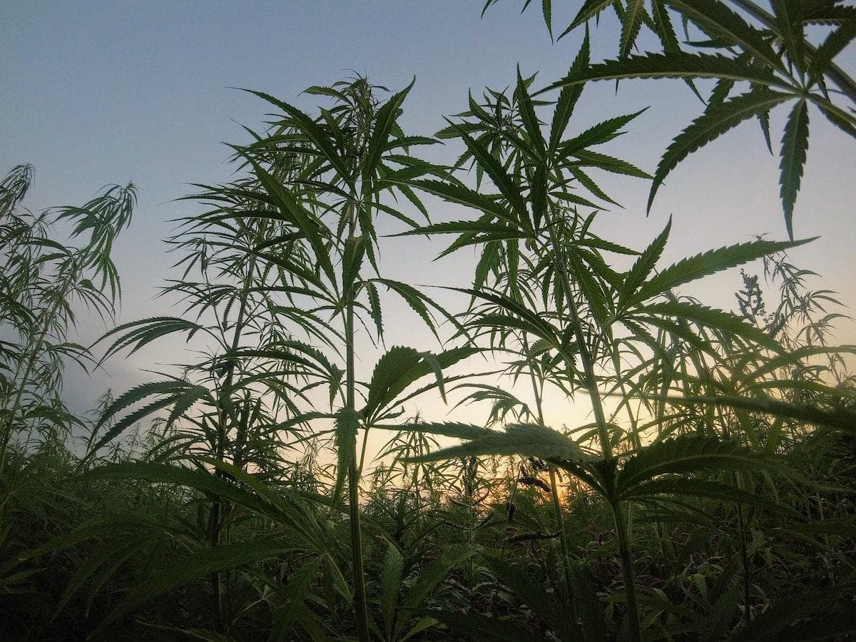 Cannabidiol CBD Oil Guide for Plant-Based Wellness