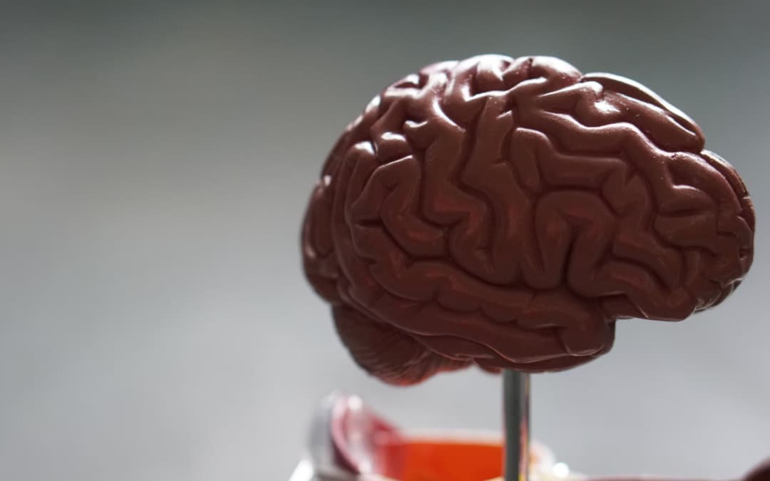 How BDNF Keeps Your Brain Healthy and How To Boost Yours