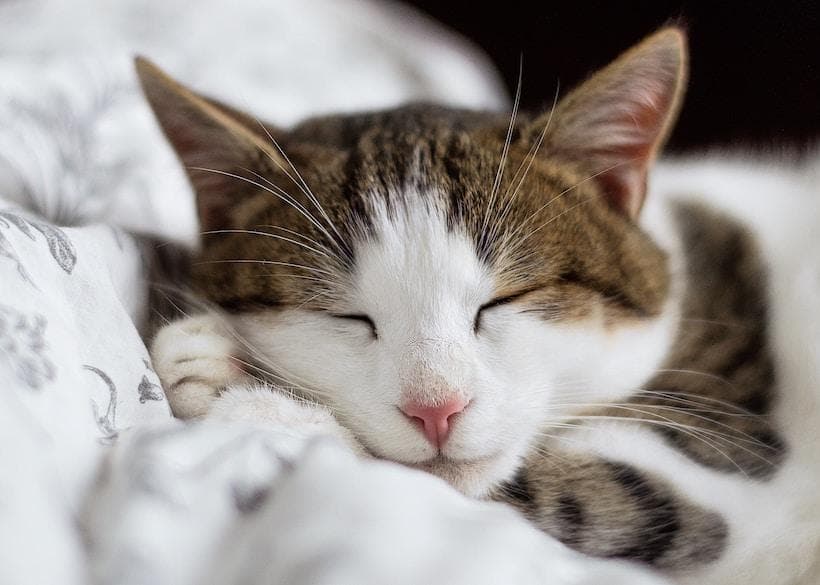 9 Reasons Why You Must Focus on Getting Quality Sleep