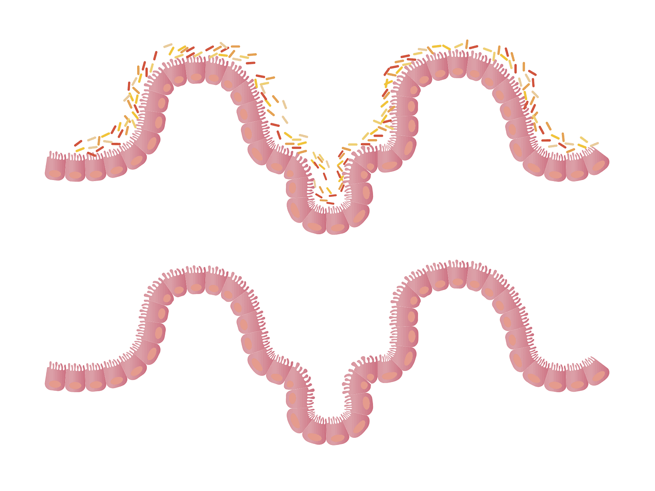 10 Essential Ways to Protect Your Gut Microbiome