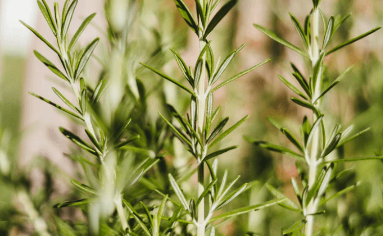 6 Smart Strategies to Combat Small Intestinal Fungal Overgrowth
